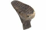 Lower Jaw, P Juvenile Mammoth Molar - Siberia #206115-2